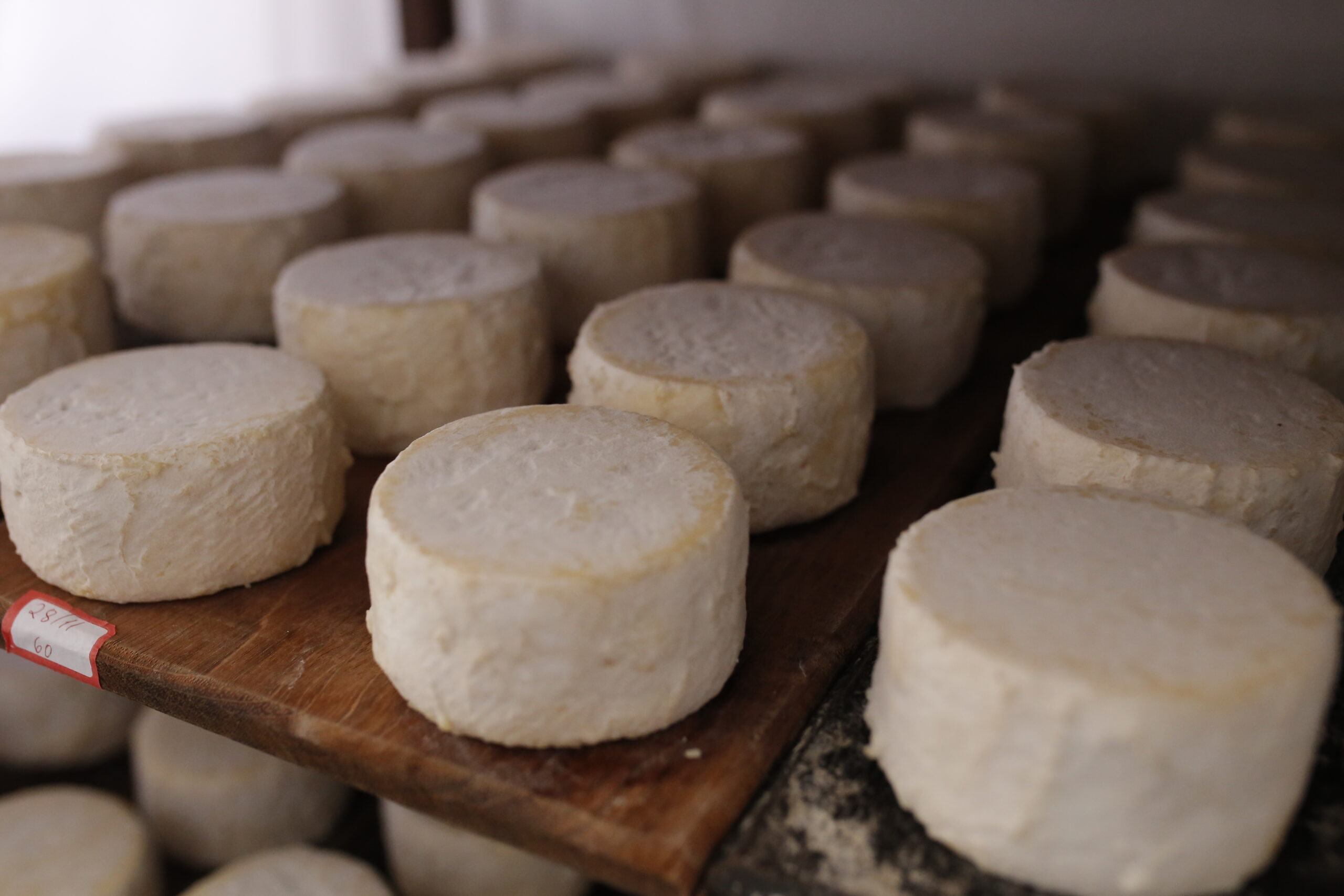 QUEIJO DO CERRADO - Galeria 7